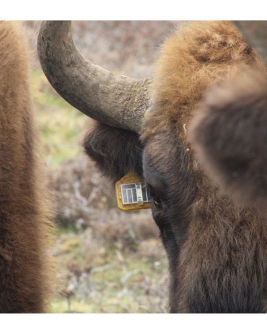 GPS Collar EarTraX